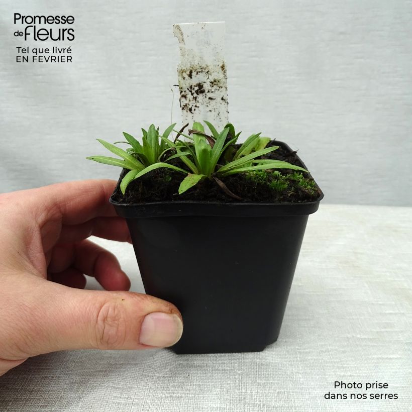 Spécimen de Hélénium Baudirektor Linne - Hélénie rouge Godet de 8/9 cm tel que livré en hiver