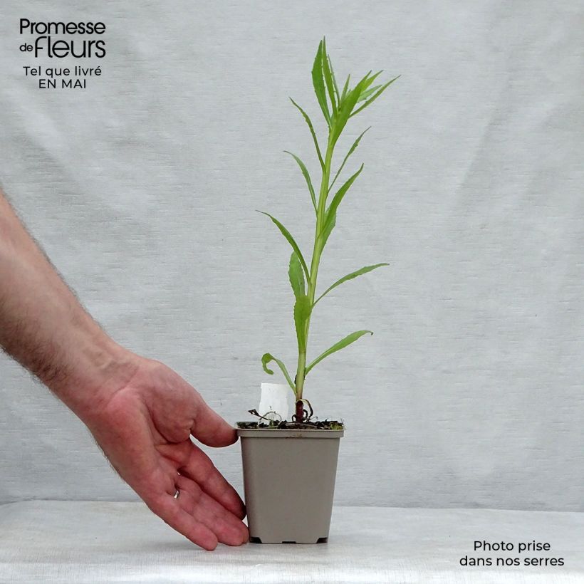 Spécimen de Hélénium Double Trouble - Hélénie jaune Godet de 8/9 cm tel que livré au printemps