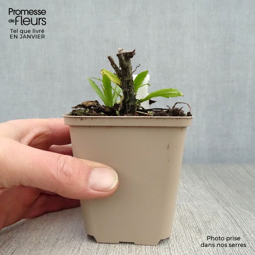 Spécimen de Hélénium Double Trouble - Hélénie jaune Godet de 8/9 cm tel que livré en hiver