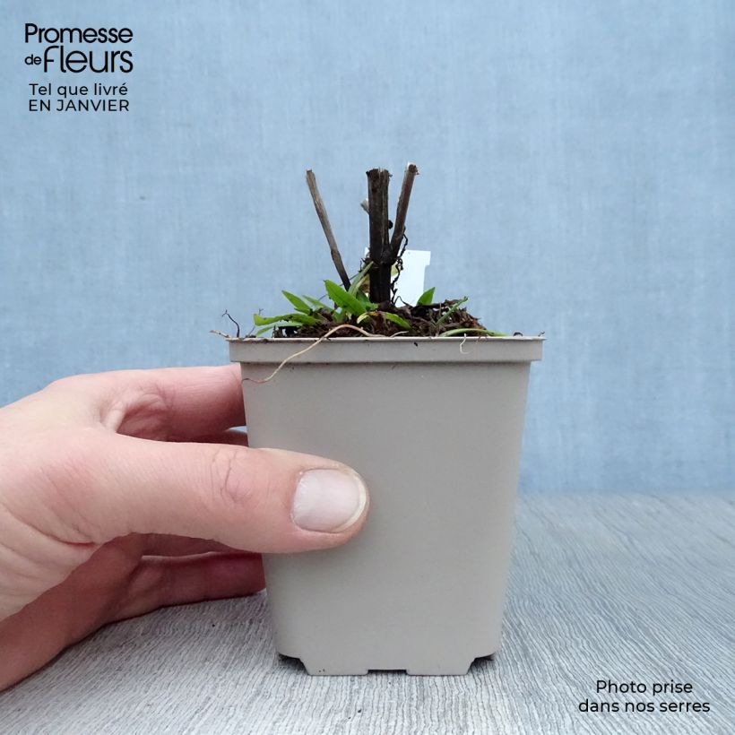 Spécimen de Hélénium Dunkle Pracht - Hélénie rouge intense Godet de 8/9 cm tel que livré en hiver