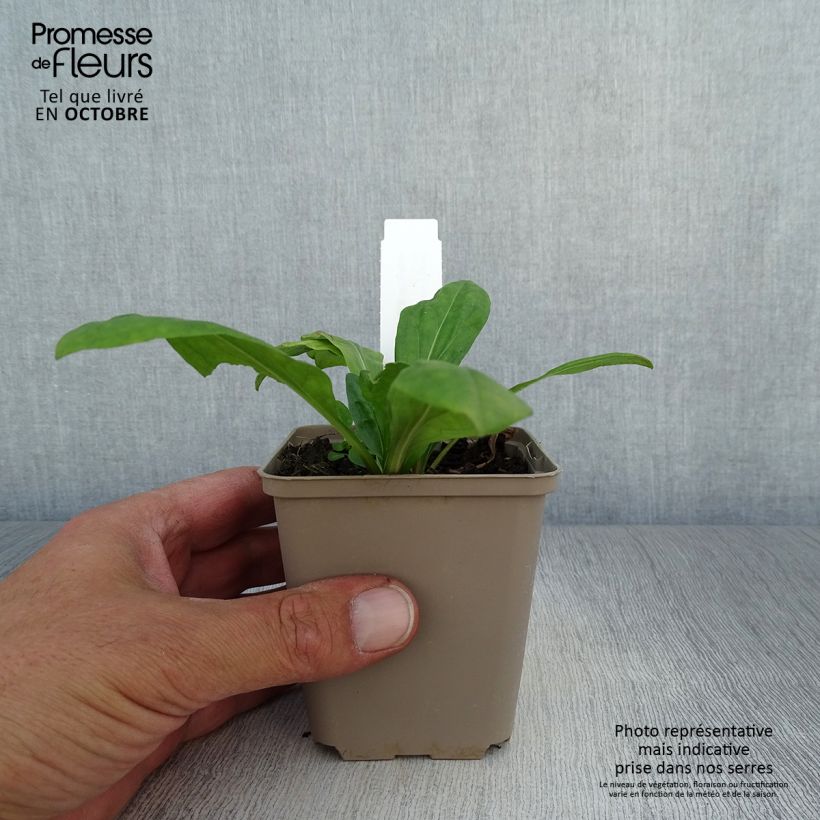 Spécimen de Helenium El Dorado - Hélénie Godet de 8/9 cm tel que livré en automne