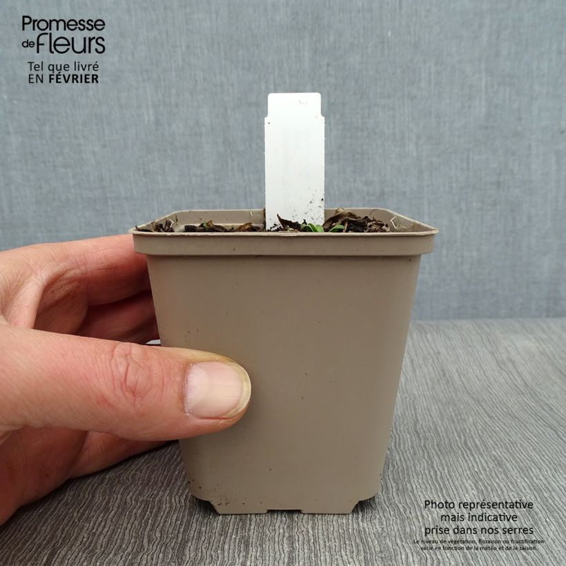 Spécimen de Helenium El Dorado - Hélénie Godet de 8/9 cm tel que livré en hiver