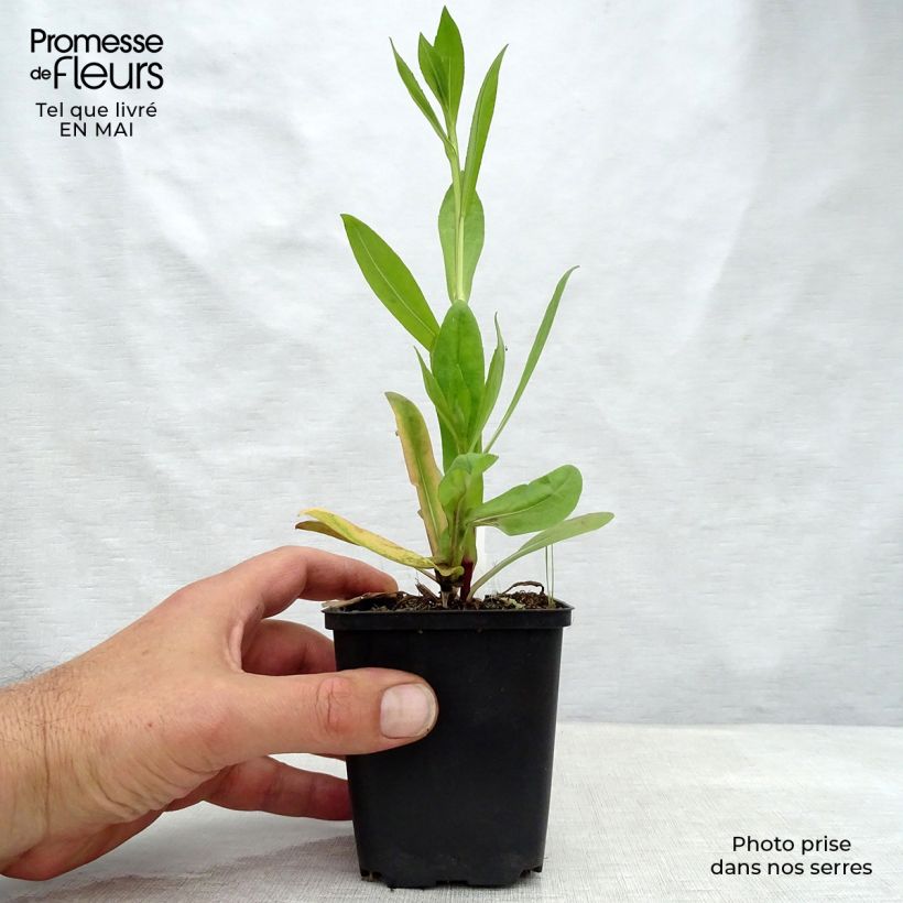 Spécimen de Helenium El Dorado - Hélénie Godet de 8/9 cm tel que livré au printemps