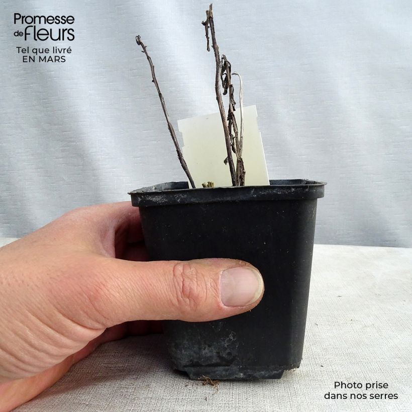 Spécimen de Helenium Fancy Fan - Hélénie d'automne Godet de 8/9 cm tel que livré au printemps