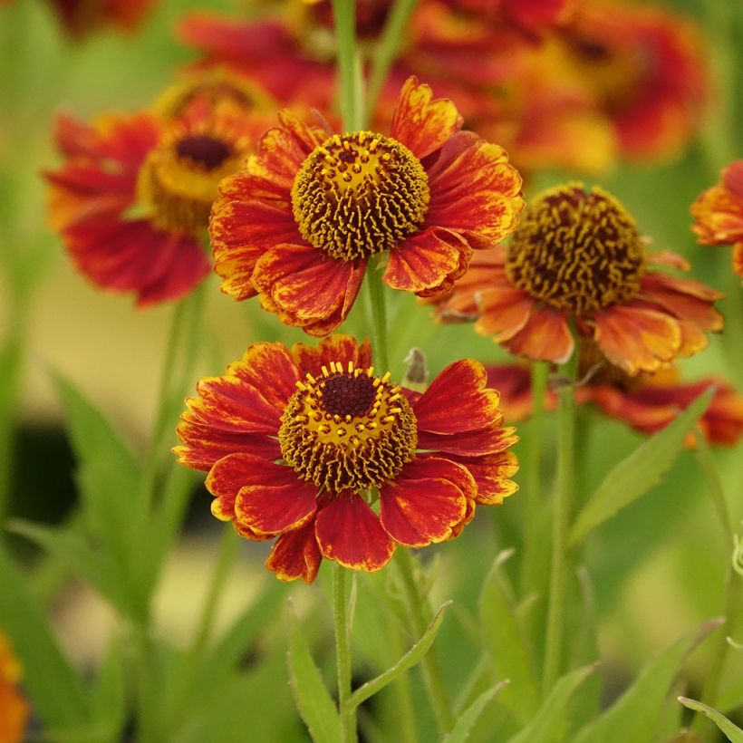 Helenium Flammendes Katchen - Hélénie (Floraison)