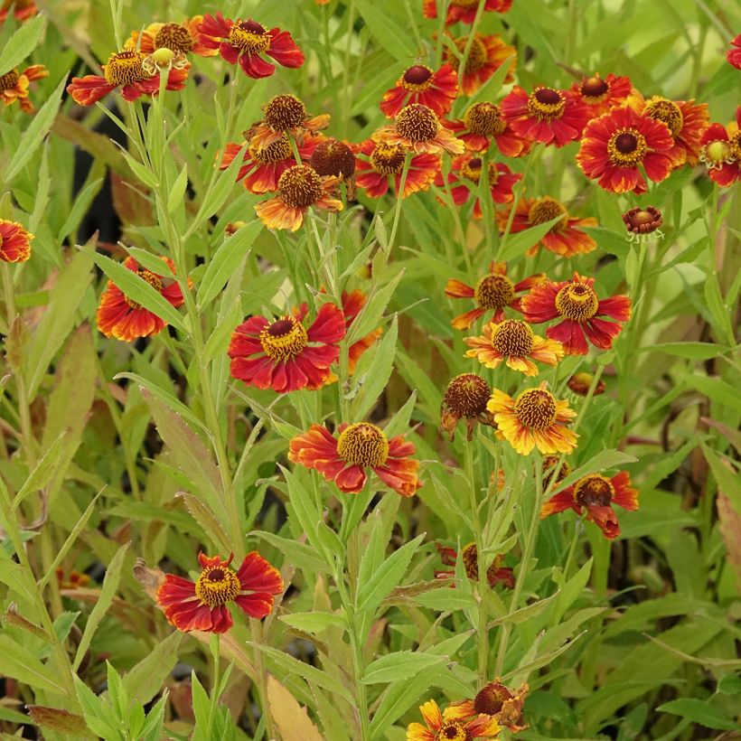 Helenium Flammendes Katchen - Hélénie (Port)