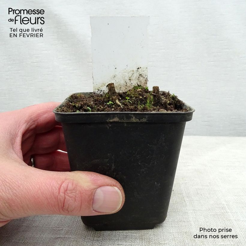 Spécimen de Helenium Flammenspiel - Hélénie orange feu Godet de 8/9 cm tel que livré en hiver