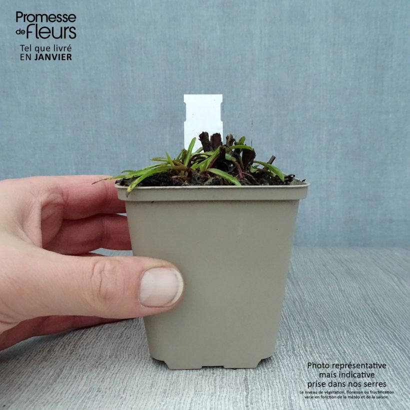 Spécimen de Helenium Fuego - Hélénie d'automne multicolore Godet de 8/9 cm tel que livré en hiver