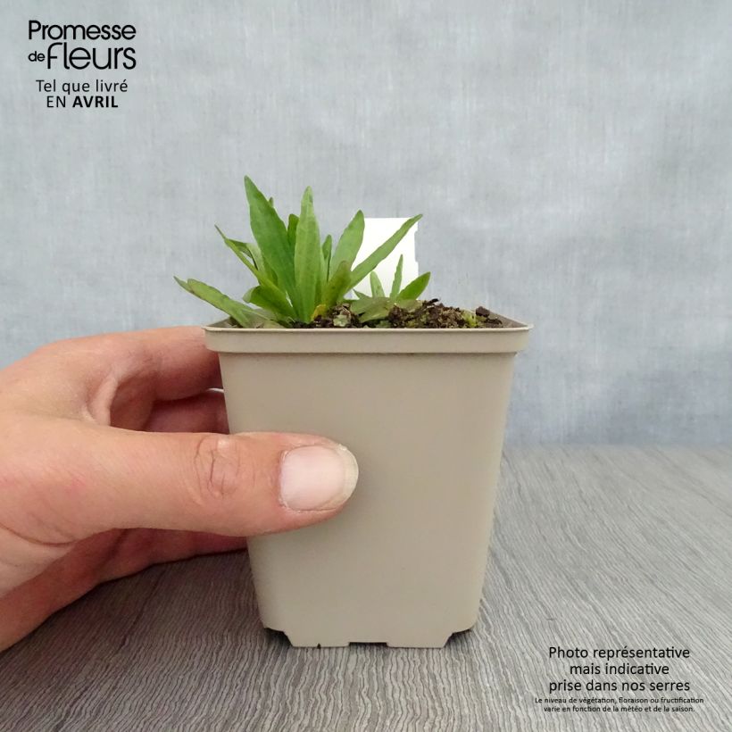 Spécimen de Helenium Fuego - Hélénie d'automne multicolore Godet de 8/9 cm tel que livré au printemps