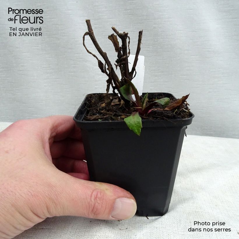 Spécimen de Hélénium Kupferswerg - Hélénie cuivrée  Godet de 8/9 cm tel que livré en hiver