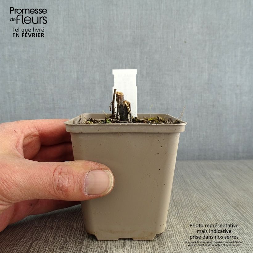 Spécimen de Helenium Loysder Wieck - Hélénie jaune à revers rouge-brun Godet de 8/9 cm tel que livré en hiver