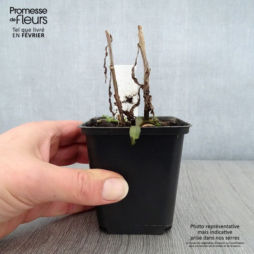 Spécimen de Hélénium Mardi Gras - Hélénie orange et vermillon Godet de 8/9 cm tel que livré en hiver
