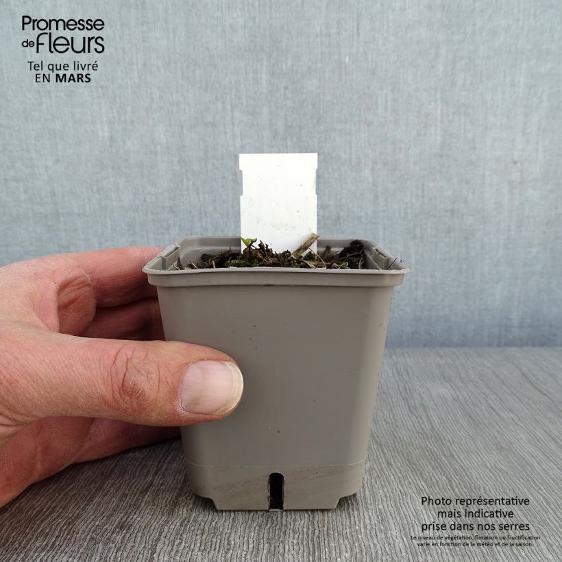 Spécimen de Helenium Okra Sundae - Hélénie Godet de 8/9 cm tel que livré en hiver