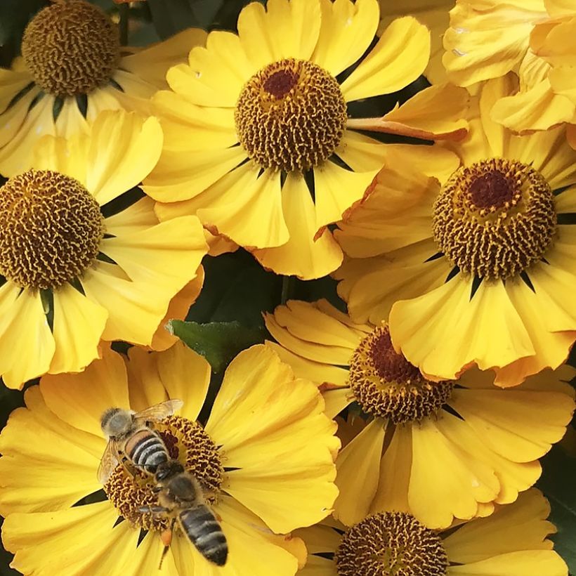 Helenium Okra Sundae - Hélénie (Floraison)