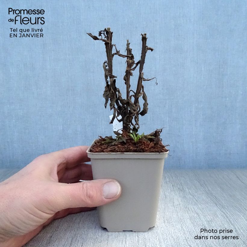 Spécimen de Helenium Poncho - Hélénie hybride Godet de 8/9 cm tel que livré en hiver