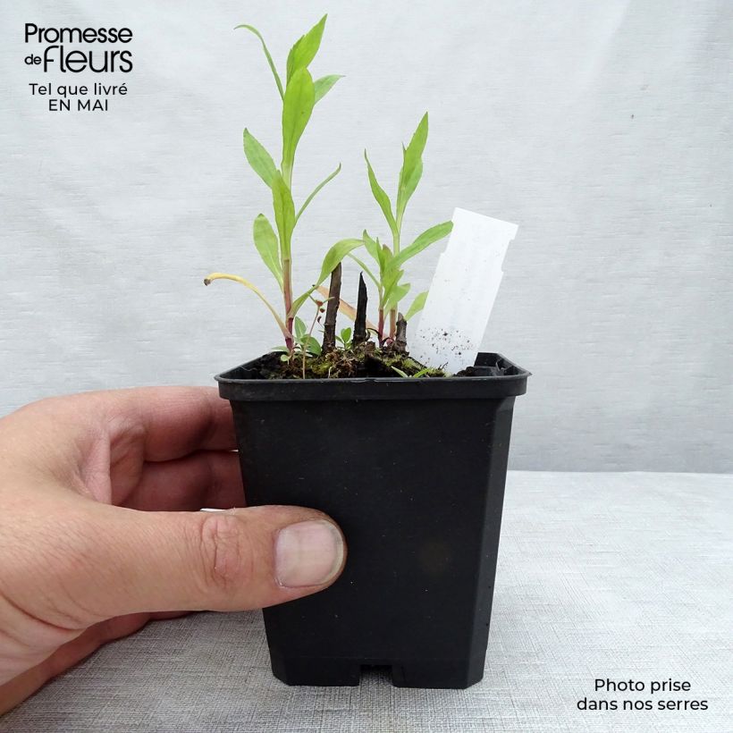 Helenium Potter's Wheel Vasetto da 8/9 cm esemplare consegnato in primavera