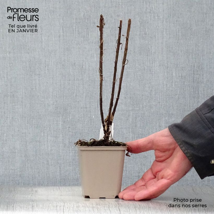 Spécimen de Helenium Potter's Wheel - Hélénie Godet de 8/9 cm tel que livré en hiver