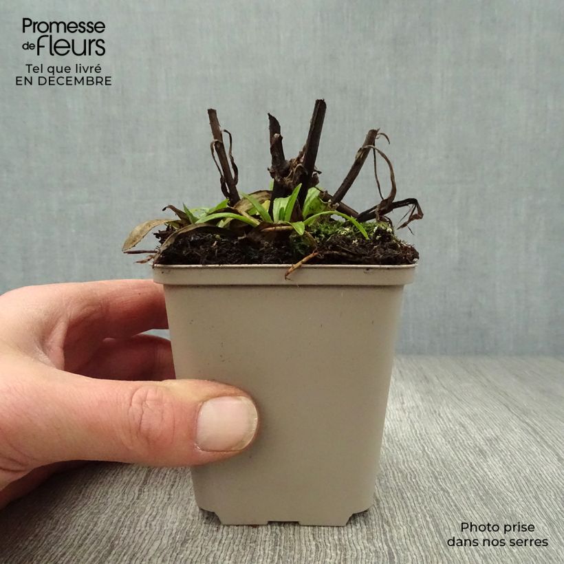 Spécimen de Helenium Ranchera - Hélénie rouge foncé. Godet de 8/9 cm tel que livré en hiver