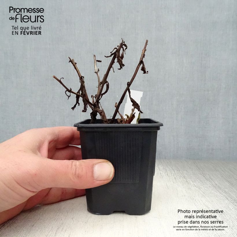 Spécimen de Helenium Rauchtopas - Hélénie Godet de 8/9 cm tel que livré en hiver