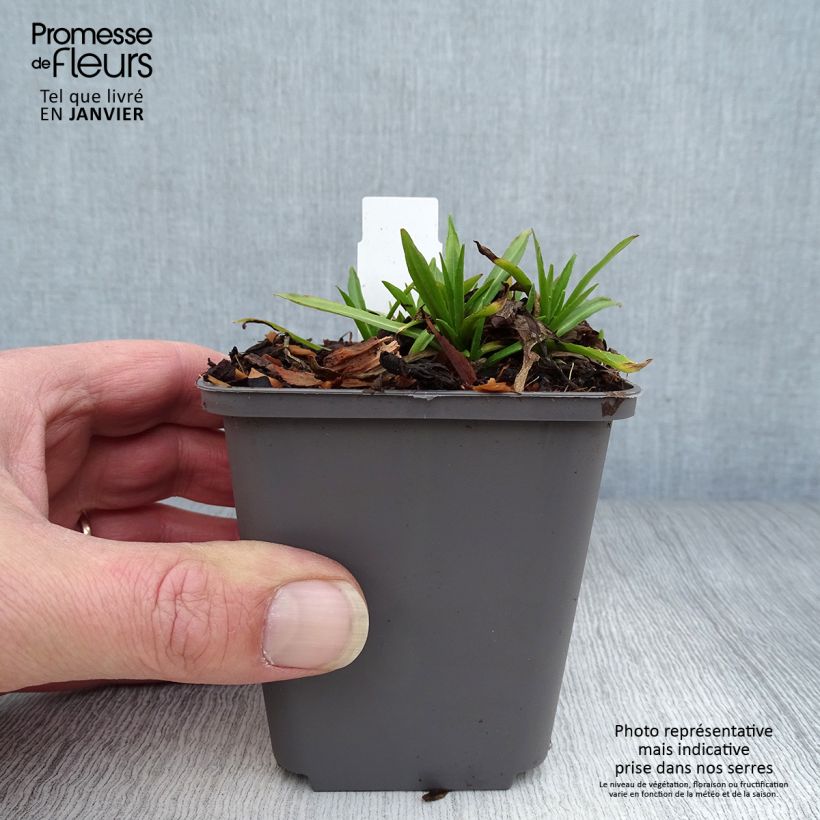 Spécimen de Helenium Red Jewel - Hélénie hybride Godet de 8/9 cm tel que livré en hiver