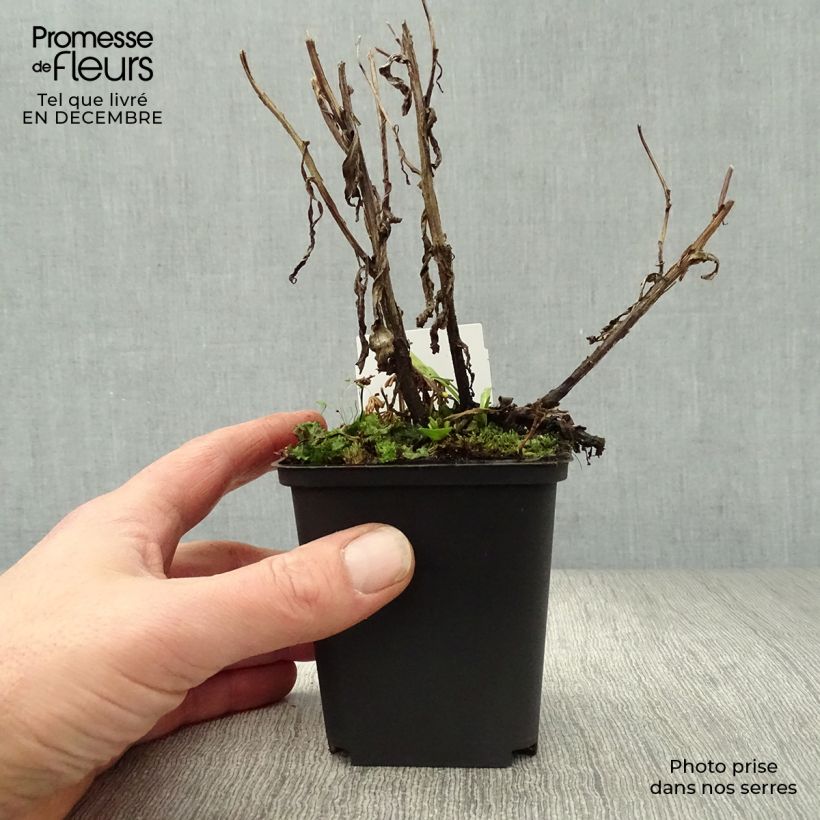 Spécimen de Hélénium Rubinzwerg - Hélénie rouge acajou  Godet de 8/9 cm tel que livré en hiver