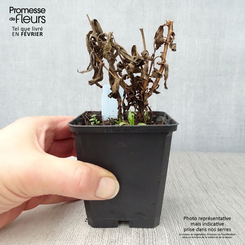 Spécimen de Helenium Ruby Tuesday - Hélénie rouge rubis Godet de 8/9 cm tel que livré en hiver