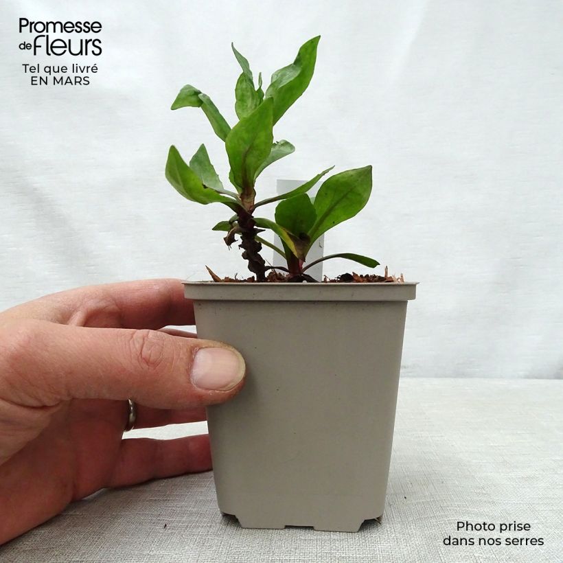 Spécimen de Hélénium Sahin's Early Flowerer - Hélénie multicolore Godet de 8/9 cm tel que livré au printemps