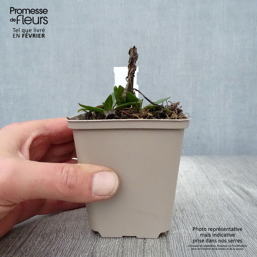 Spécimen de Helenium Short'n 'Sassy - Hélénie jaune orangé. Godet de 8/9 cm tel que livré en hiver