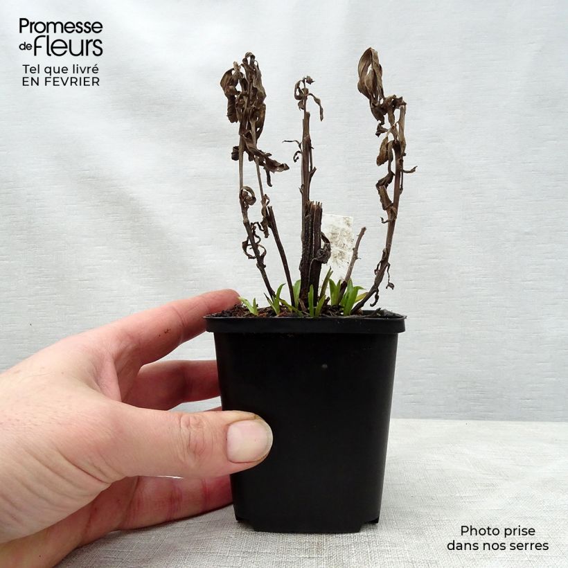 Spécimen de Helenium Siesta - Hélénie d'automne Godet de 8/9 cm tel que livré en hiver