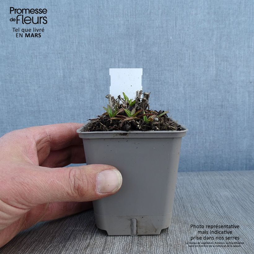 Spécimen de Helenium Strawberry Sundae - Hélénie Godet de 8/9 cm tel que livré en hiver