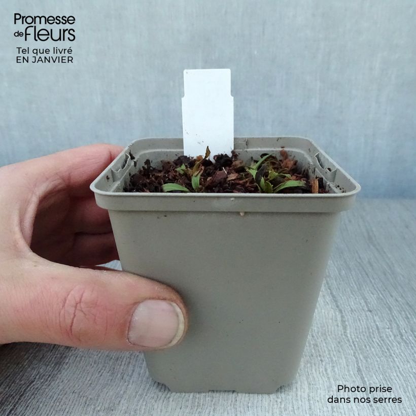 Spécimen de Helenium Tie Dye - Hélénie hybride Godet de 8/9 cm tel que livré en hiver