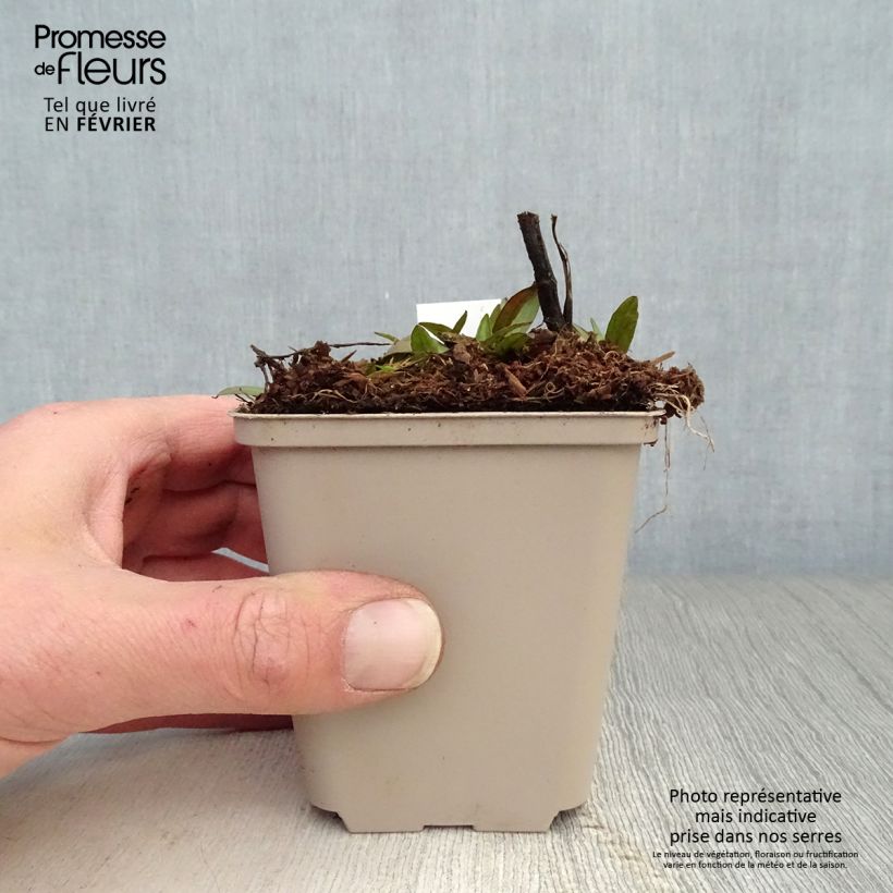 Spécimen de Hélénium Waltraut - Hélénie orange vif Godet de 8/9 cm tel que livré en hiver