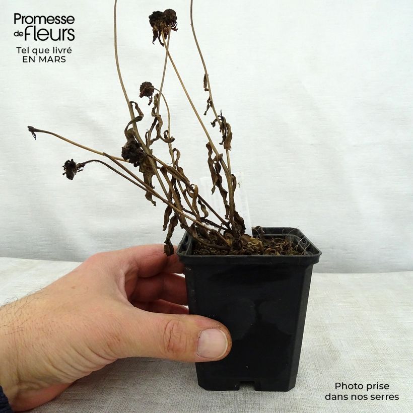 Amostra de Helénio Windley Vaso de 8/9 cm tal como entregue na primavera