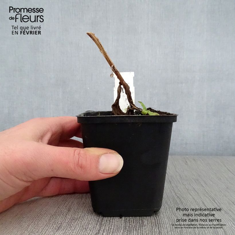 Spécimen de Helenium Windley - Hélénie jaune-orangé. Godet de 8/9 cm tel que livré en hiver