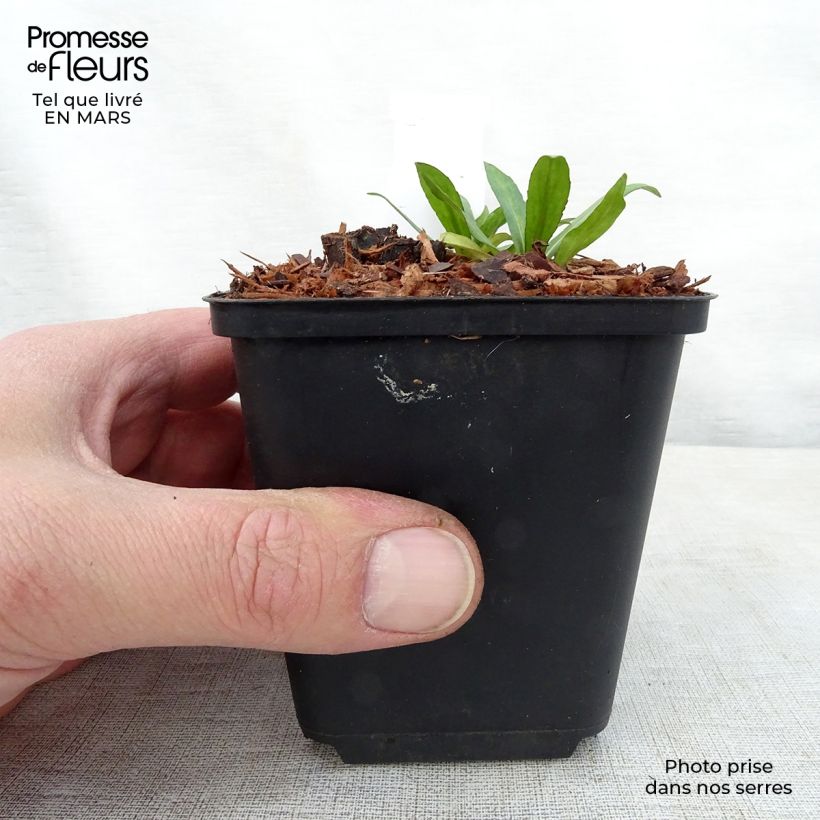 Spécimen de Helenium Zimbelstern - Hélénie d'automne jaune ambré. Godet de 8/9 cm tel que livré au printemps