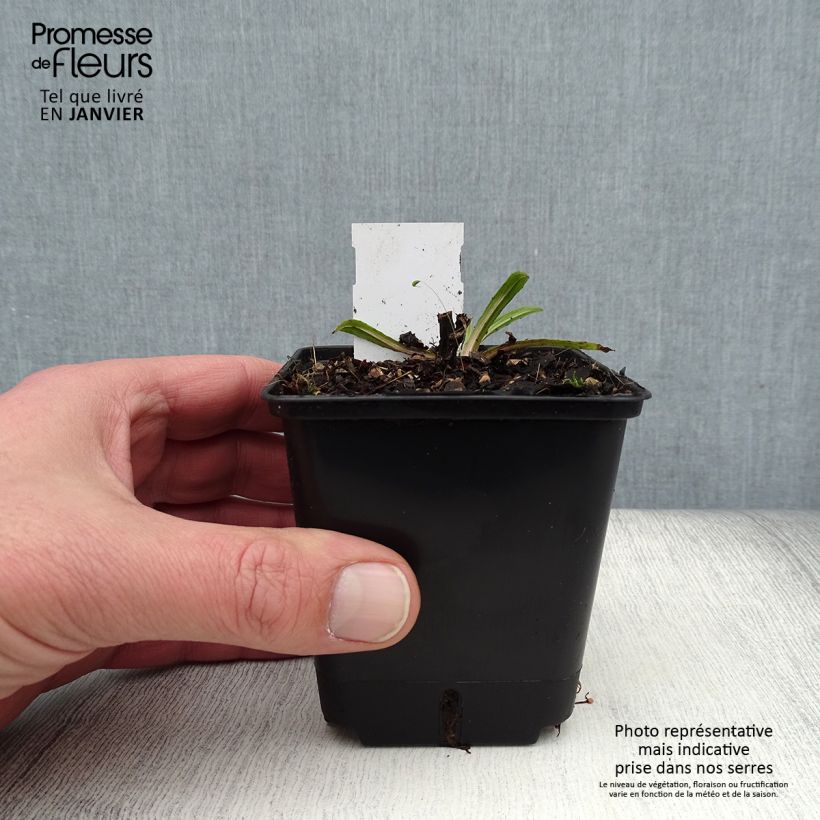 Spécimen de Helenium autumnale Helena Red Shades - Hélénie d'automne Godet de 8/9 cm tel que livré en hiver