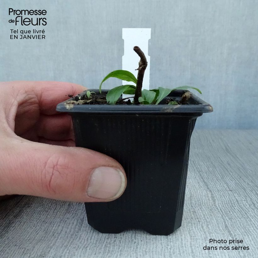 Spécimen de Helenium autumnale Pumilum Magnificum - Hélénie d'automne Godet de 8/9 cm tel que livré en hiver