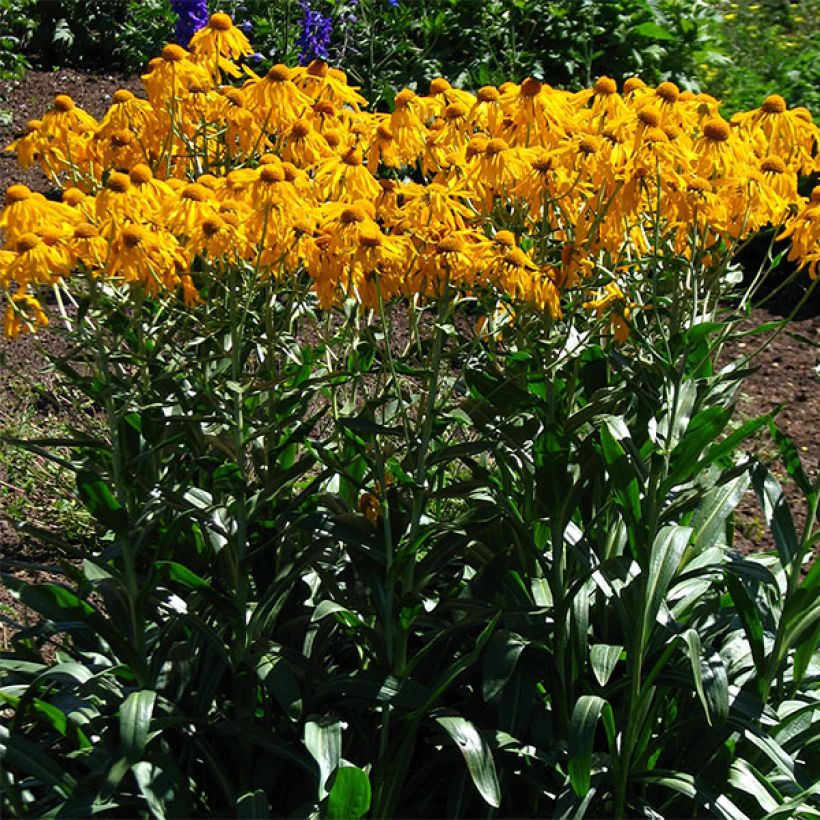 Helenium hoopesii - Helénio (Hábito)