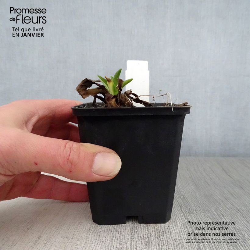 Spécimen de Hélénium hoopesii - Hélénie de Hoopes Godet de 8/9 cm tel que livré en hiver