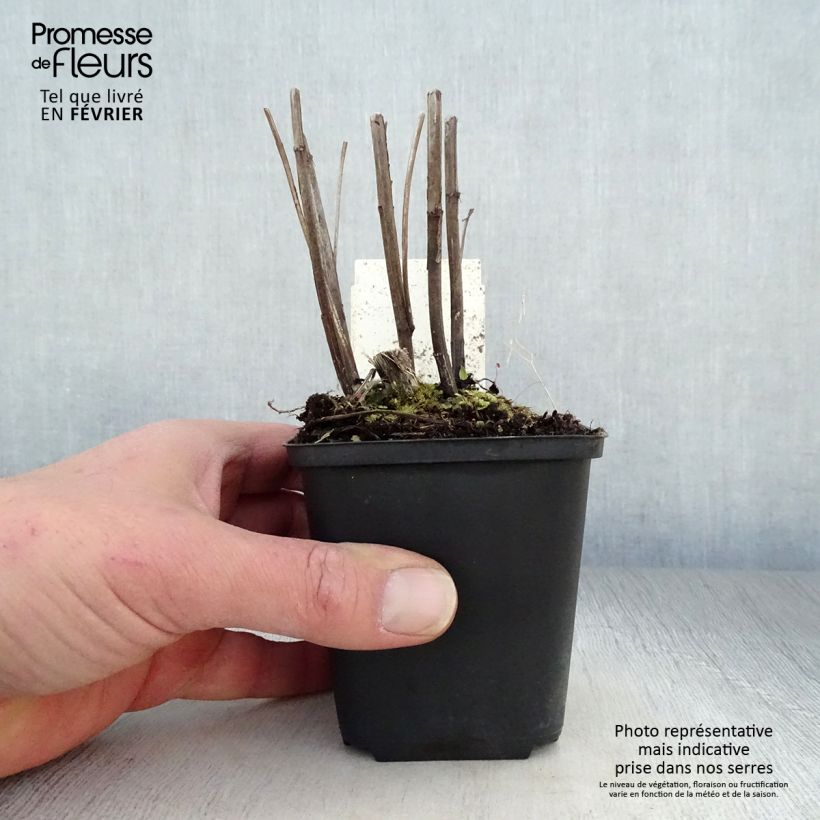 Spécimen de Hélénium hybride Moerheim Beauty, Hélènie Godet de 8/9 cm tel que livré en hiver