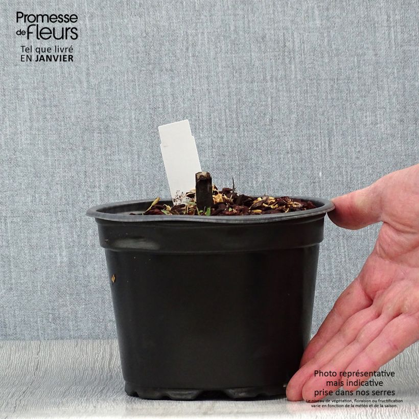 Spécimen de Hélénium hybride Moerheim Beauty, Hélènie Pot de 2L/3L tel que livré en hiver