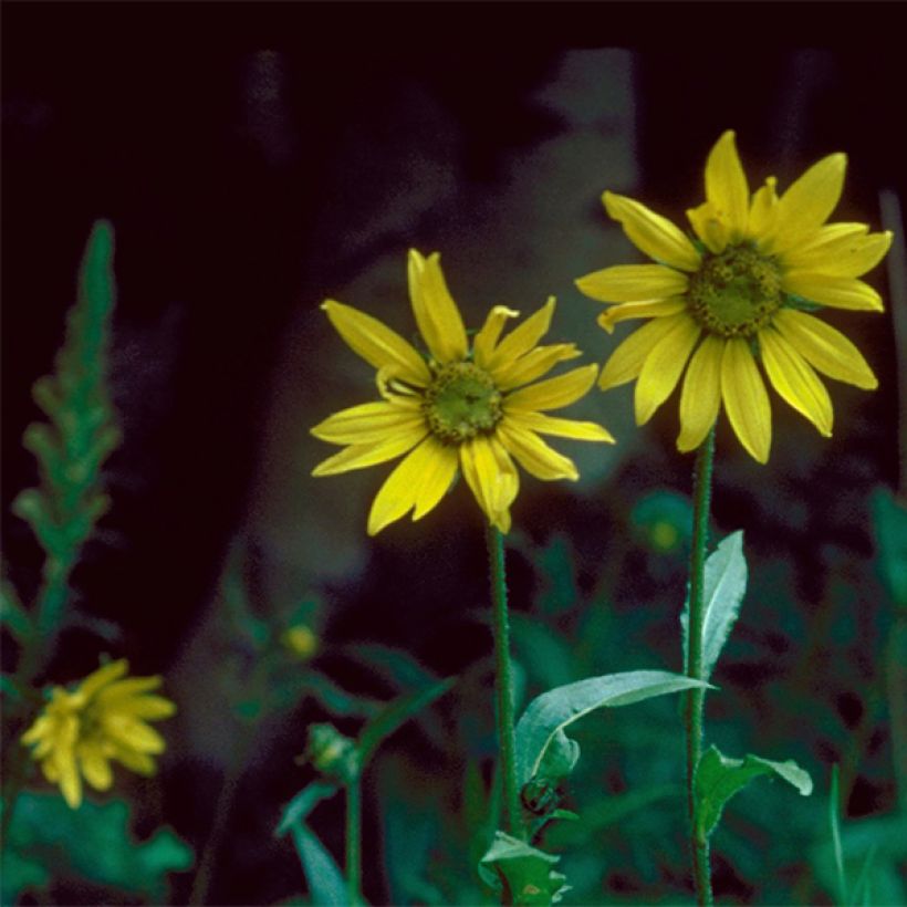 Helianthella quinquenervis - Petit tournesol à cinq nervures (Floraison)