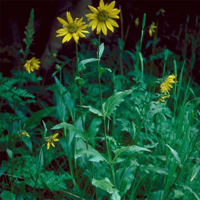 Helianthella quinquenervis - Petit tournesol à cinq nervures (Port)