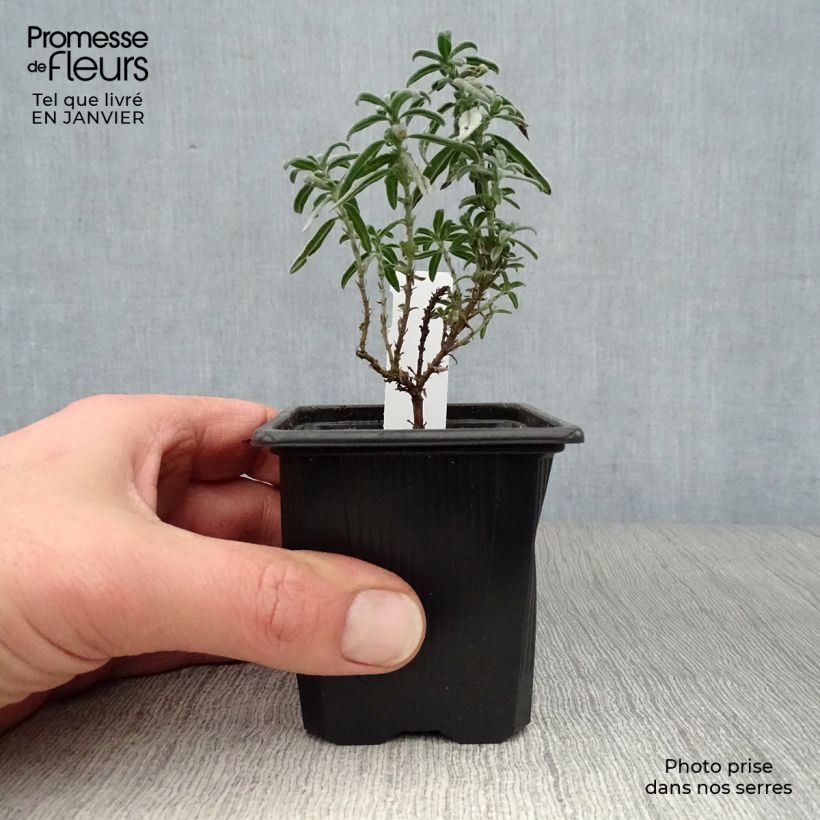 Spécimen de Hélianthème Raspberry Ripple Godet de 8/9 cm tel que livré en hiver