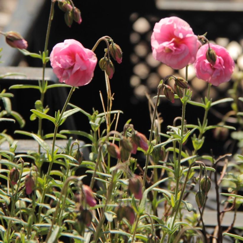 Helianthemum Annabel - Hélianthème à fleurs double rose tendre (Feuillage)