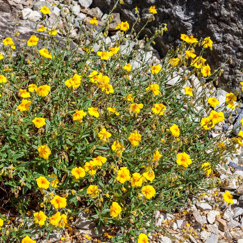Helianthemum Ben Fhada - Hélianthème jaune vif à cœur orange (Port)