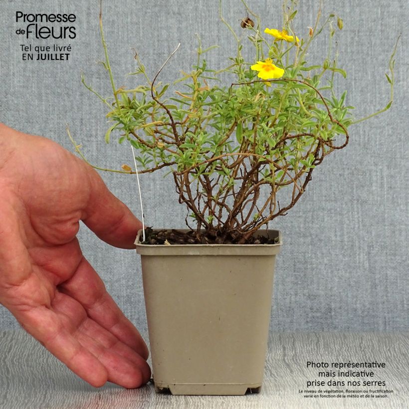 Spécimen de Helianthemum Ben Fhada - Hélianthème jaune vif à cœur orange Godet de 7/8 cm tel que livré en été