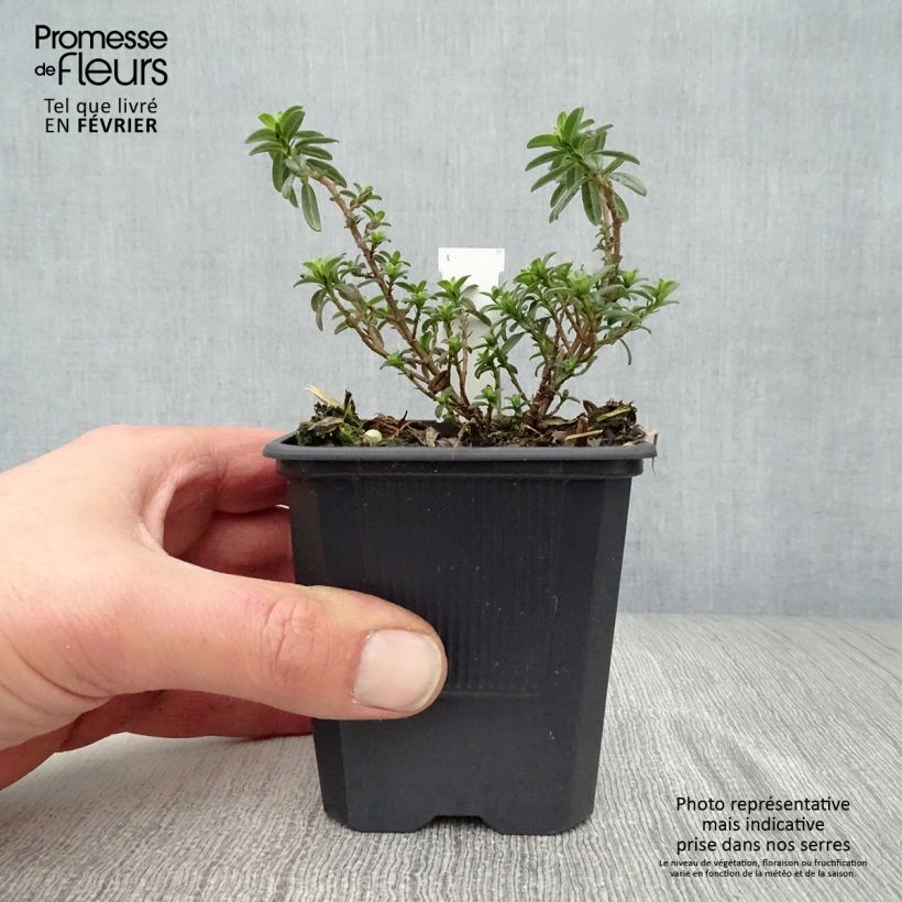 Spécimen de Helianthemum Ben Fhada - Hélianthème jaune vif à cœur orange Godet de 7/8 cm tel que livré en hiver