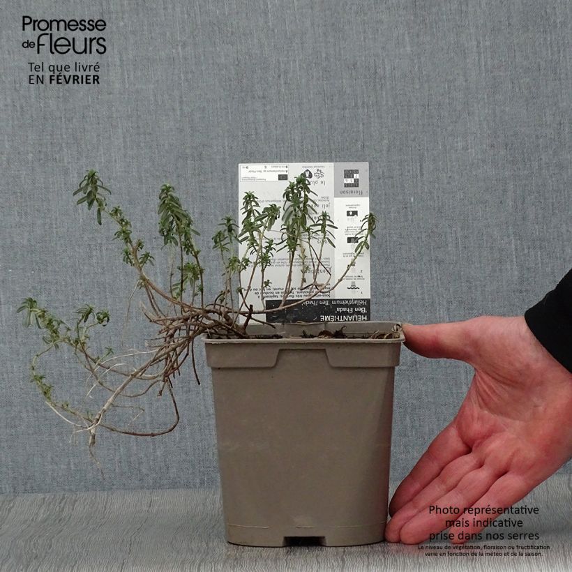 Spécimen de Helianthemum Ben Fhada - Hélianthème jaune vif à cœur orange Pot de 2L/3L tel que livré en hiver