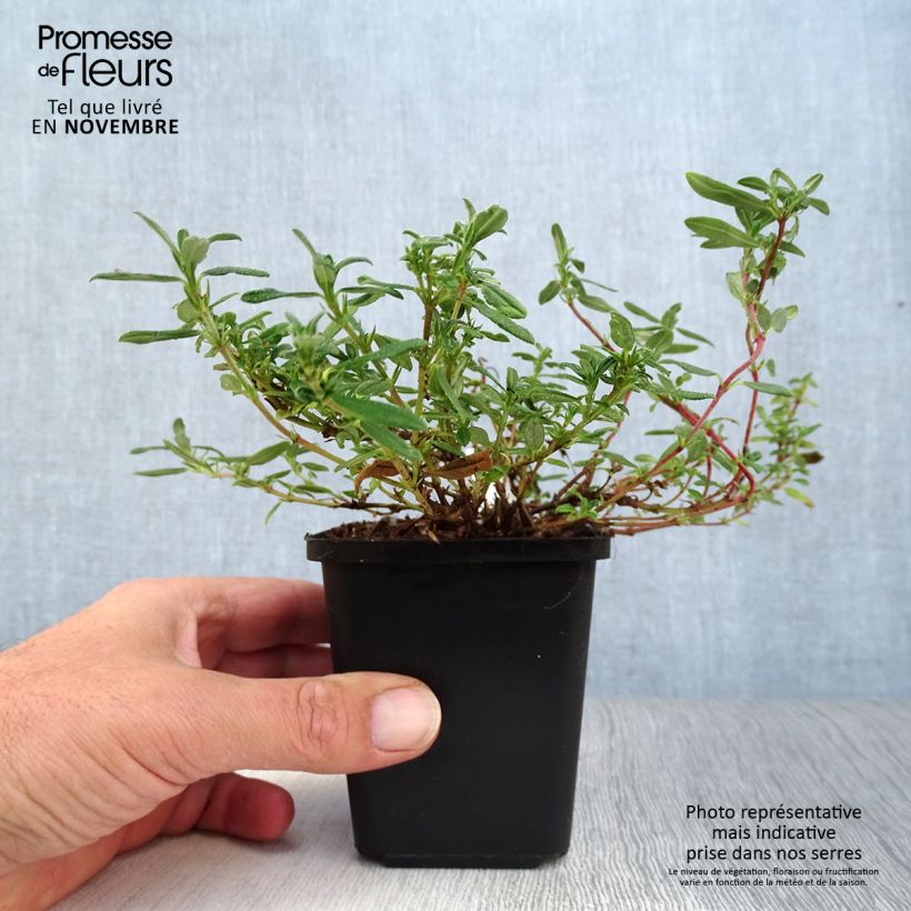 Spécimen de Helianthemum Ben Hope - Hélianthème rose carminé. Godet de 8/9 cm tel que livré en automne